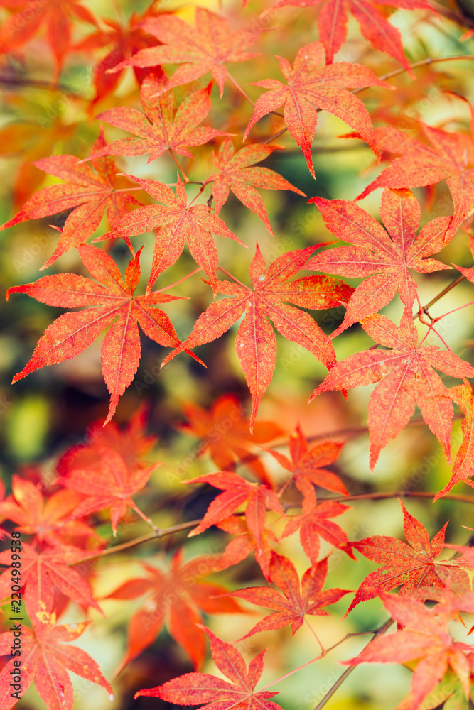 Obraz premium Close-up of red Japanese maple leaves against the backdrop of an autumn park. Autumn background