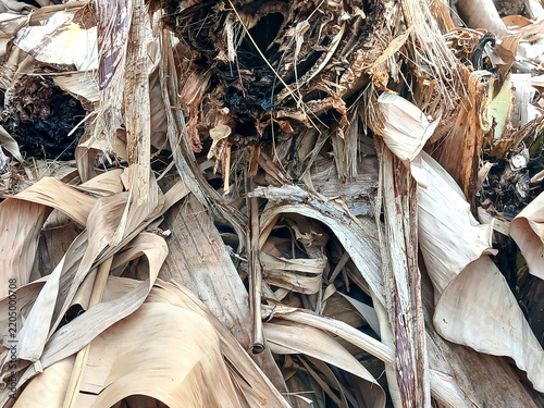 Close-up texture background of a messy pile of dry brown banana leaves, stems, and fibrous tree bark. Perfect for organic composting themes, agricultural waste management