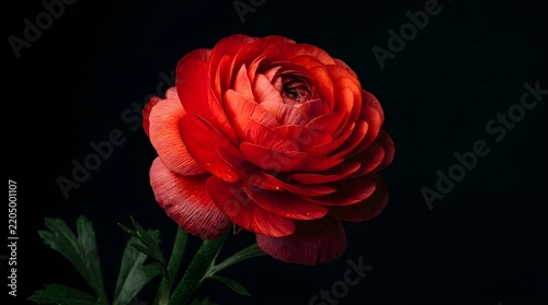 Dramatic close up of a vibrant red peony flower against a dark moody background
