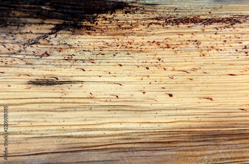 Close-up texture of a dry beige banana tree sheath featuring delicate brown speckles and natural vertical fibers. Great for organic product backdrops, eco-friendly branding, rustic craft paper t