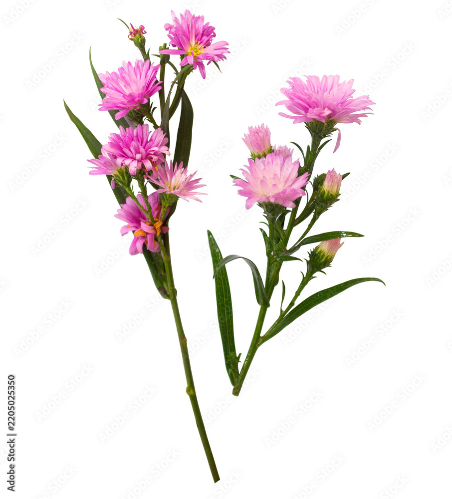 Obraz premium Colorful purple flower with transparent background for commercial use wedding card greeting
