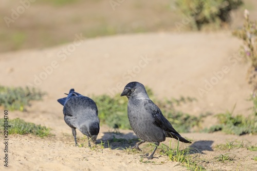Two western jackdaws (Coloeus monedula) search for food in a sandy area on a sunny day. Czech Republic