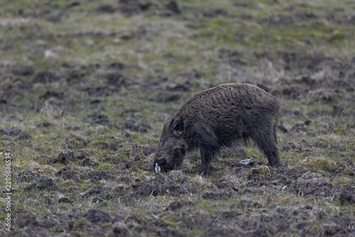 While the wild boar (Sus scrofa) stirs up the ground in search of food, two wagtails try to catch flushed insects and other invertebrates, Denmark
