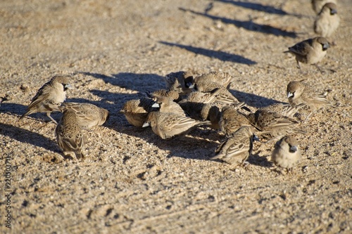 Sociable Weaver (Philetairus socius), Klein Aus Vista Lodge, Namibia, Africa