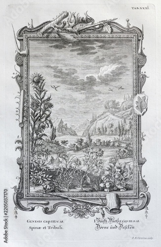 Thistles, copperplate engraving by Johann August Corvinus after Johann Melchior Füssli by Johannes Jakob Scheuchzer, 1734, Amsterdam