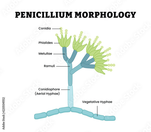 Penicillium Morphology labeled diagram, educational mycology poster design, fungal structure and conidiophore. Labeled conidia, phialides, metulae, ramuli, conidiophore, vegetative hyphae