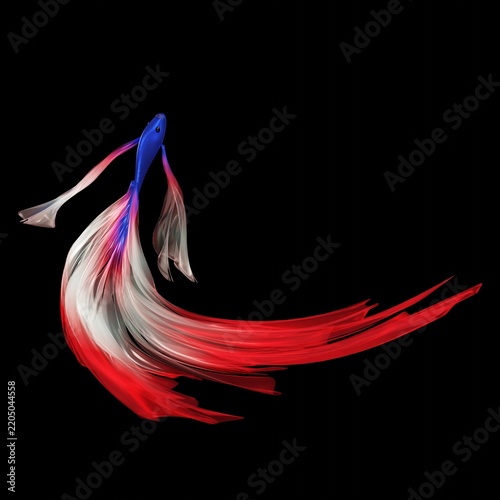 Two Colorful Betta Fish with Long Flowing Red White and Blue Fins Swimming on Black Background, Siamese Fighting Fish, Elegant Tropical Aquarium Fish and Aquatic Beauty 3D Rendering