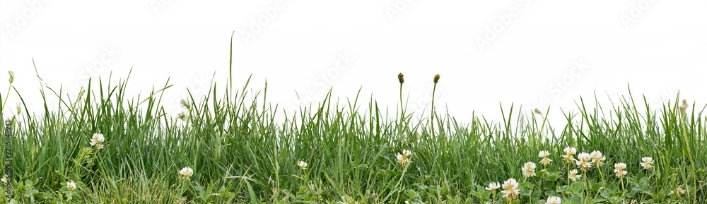 Fototapeta premium Lush Green Grass Border with Delicate White Flowers and Seed Heads on White Background