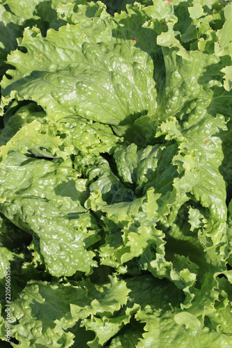 Cos type lettuce leaves in close up in garden