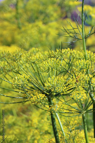 Herb dill flowers in close up