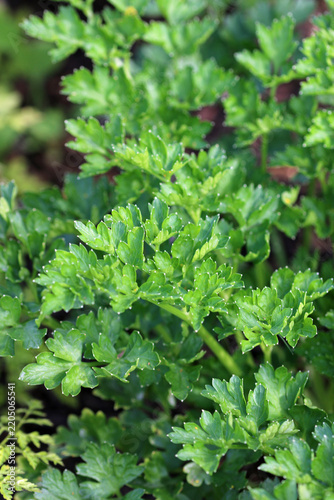 Herb parsley leaves in close up