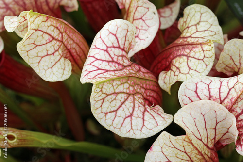 White, green and red pitcher plant leaves in close up