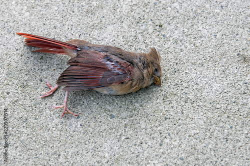 Dead Female Northern Cardinal on Cement Pavement