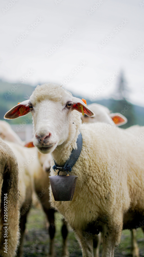 Fototapeta premium Traditional Redyk sheep herding event in Węgierska Górka, Poland, featuring shepherds and a flock of sheep celebrating the pastoral heritage and Highlander culture of the Beskid Mountains.