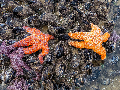 Purple and orange ochre sea stars clustered in a rocky tide pool along the Oregon Coast