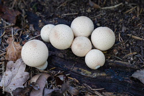 Картината върху платно Group of Pear-shaped puffball mushrooms on the ground