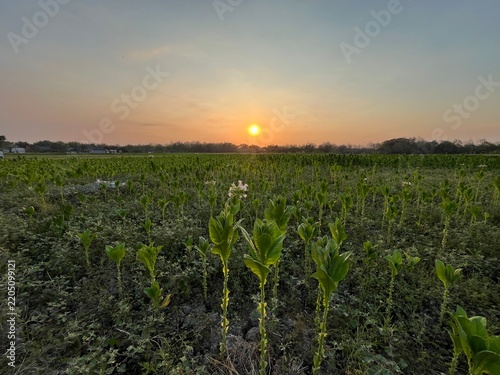 Принти на полотні A vast tobacco field at sunset during a prolonged dry season, with healthy, thriving tobacco plants growing across the rural agricultural landscape under warm golden light