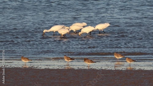 Eurasian spoonbills feeding in the tagus river estuary