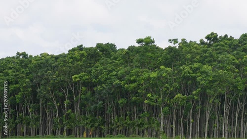 Dense eucalyptus forest with tall straight trees and lush green canopy