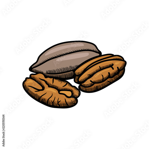 Pecan illustration engraving doodle. Pecan in shell icon