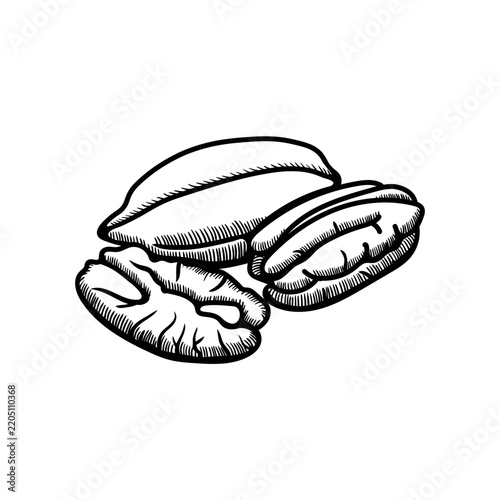 Pecan illustration engraving doodle. Pecan in shell icon
