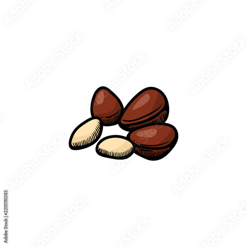 Pine nut illustration engraving doodle. Pine nut in shell icon