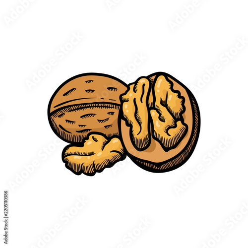 Walnut illustration engraving doodle. Walnut in shell icon