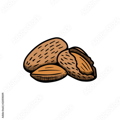 Almond illustration engraving doodle. Almond in shell icon