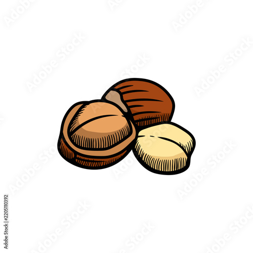 Hazelnut illustration engraving doodle. Hazelnut in shell icon