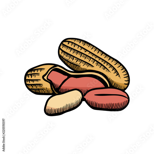 Peanut illustration engraving doodle. Peanut in shell icon