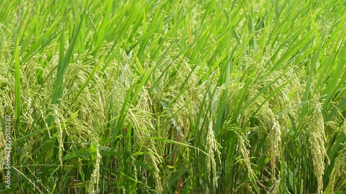 Ripening rice paddy field with golden green grains nearing harvest