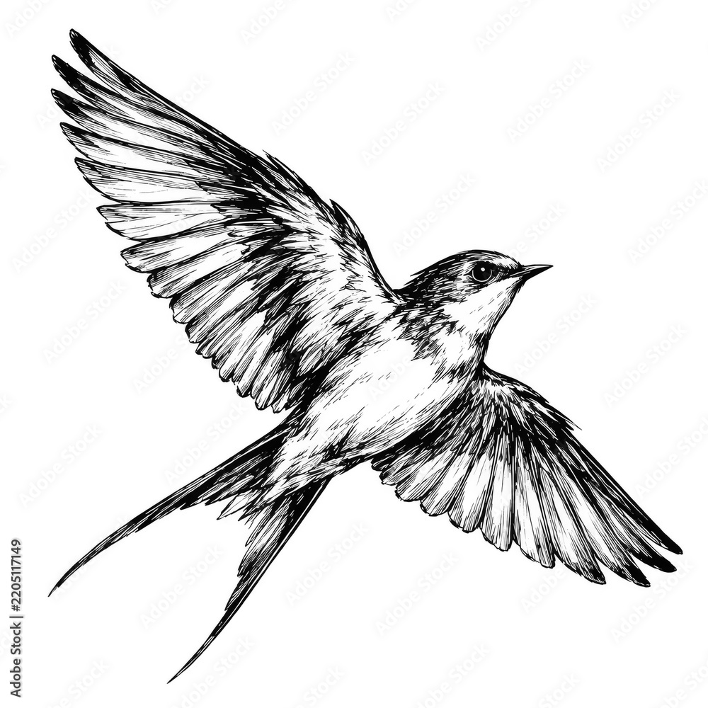 Obraz premium A sketch of a swallow in flight, with its wings spread and tail feathers fanned out. The bird is depicted in black and white. ,Transparant Backround, AI generative