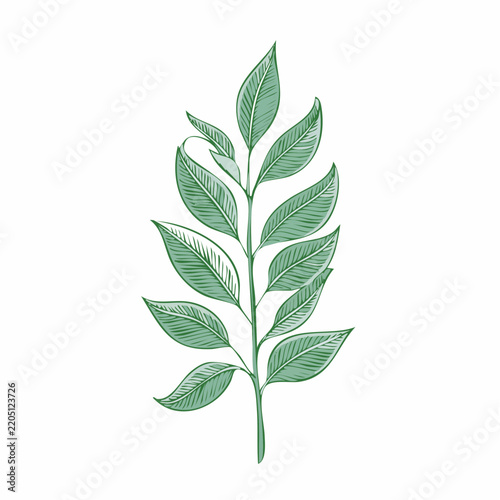 Eucalyptus branch