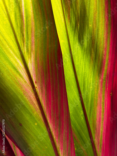A macro view of a ti plant leaf in Costa Rica, showing bright green and deep red coloration with fine parallel veins.