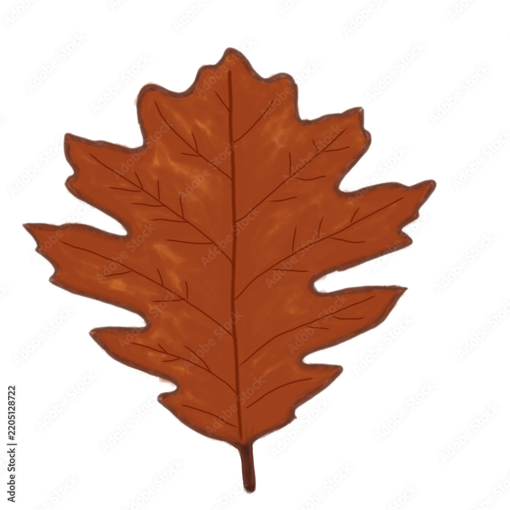 Fototapeta premium Single autumn leaf illustration for foliage design and seasonal background
