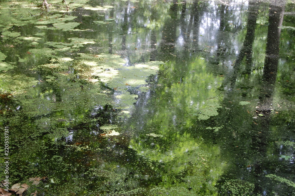 Obraz premium Pond reflection.