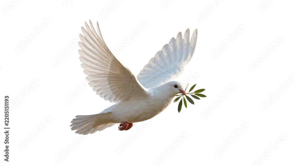Obraz premium White dove bird carrying green olive branch, isolated on transparent background