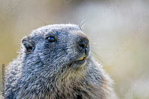 Marmots in the Austrian Alps