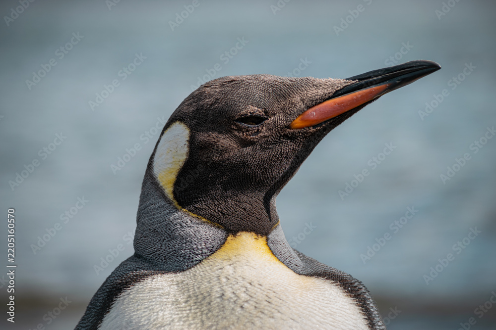Obraz premium Adult King Penguin (Aptenodytes patagonicus) head portrait in profile, Tierra del Fuego