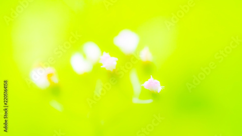 Bright lime green abstract floral background with soft white blossoms, glowing highlights and dreamy bokeh, creating a fresh vibrant atmosphere for nature, wellness, branding and advertising.