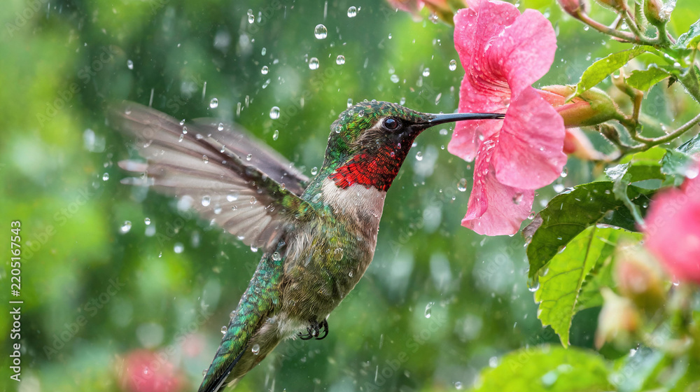 Obraz premium Hummingbird feeding among suspended rain droplets