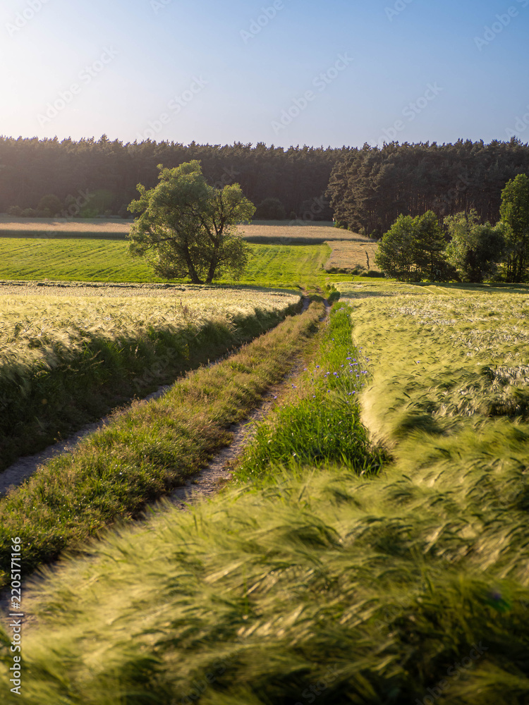 Obraz premium Summer agricultural landscape with path through grain fields