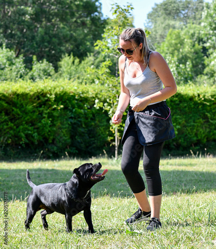 obedience training with a staffie