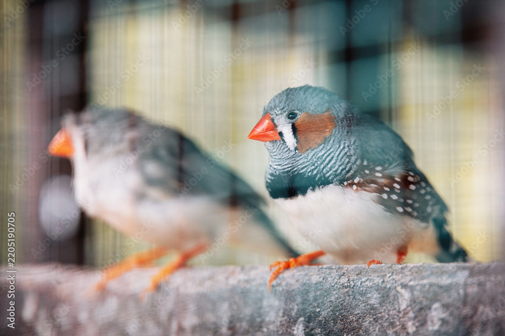 Obraz premium Zebra finch birds resting in captivity, showing patterns on their feathers and bright orange beaks behind cage wires