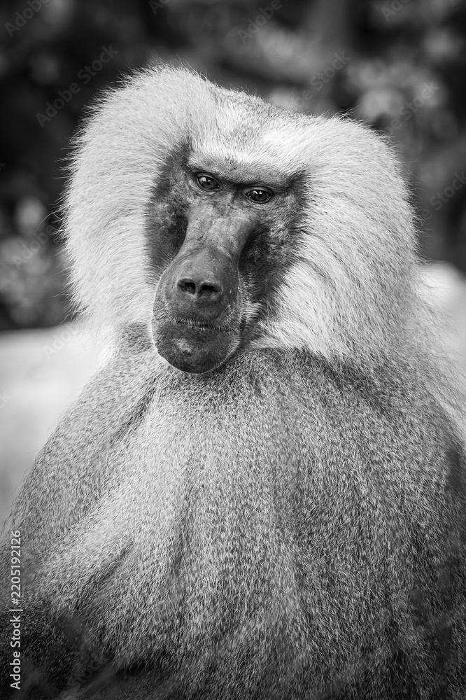 Obraz premium portrait of baboon