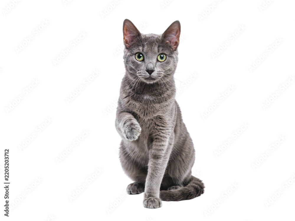 Fototapeta premium Russian blue cat sitting with paw raised on isolated on transparent background
