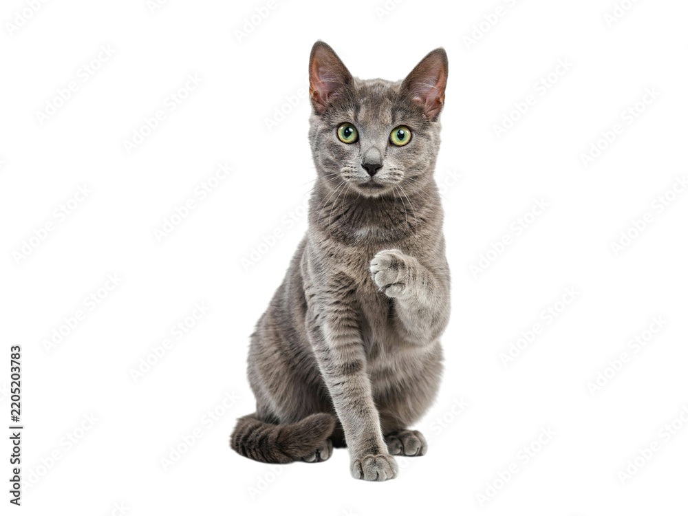 Fototapeta premium Russian blue cat sitting and raising a paw isolated on transparent background