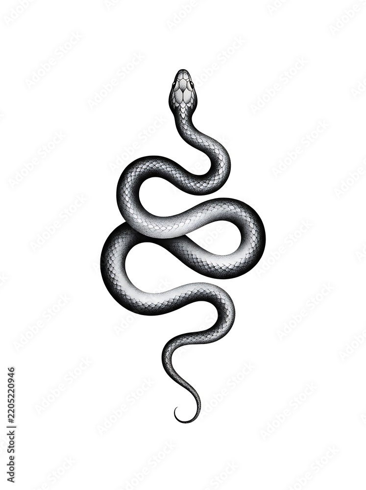Fototapeta premium Grayscale coiled snake in s-shape with textured skin for medical or scientific illustration