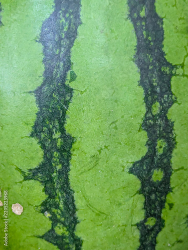 A textured green watermelon rind surface with characteristic dark jagged stripes creates a vibrant, natural organic fruit background template. 
