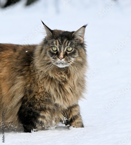 Obraz na płótnie cat in snow